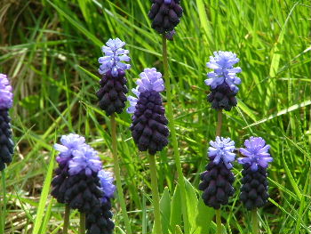 Muscari latifoliumBrede druifhyacint bestellen